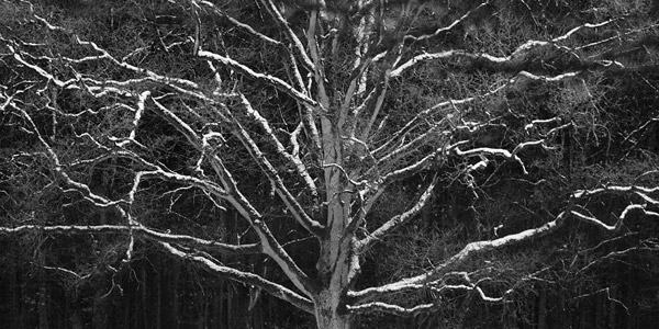 Un arbre en hiver à Nimègue, Pays-Bas, par Dermot Greene